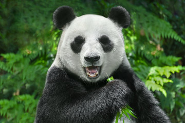 Fotobehang Panda Reuzenpanda smult van verse bamboestengel  © R