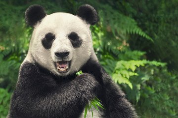 Fotobehang Panda Chinese reuzenpanda in bamboebos  © R