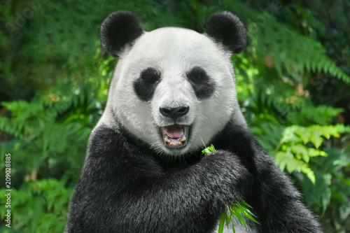 giant panda bear eating bamboo photo