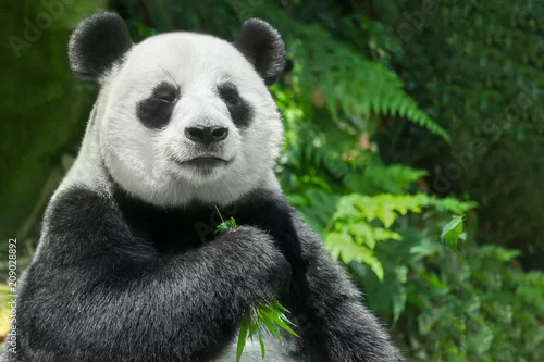 Fototapeta na wymiar Giant panda (Ailuropoda melanoleuca) lub Panda Bear. Zamyka up gigantycznej pandy obsiadanie i łasowanie bambus