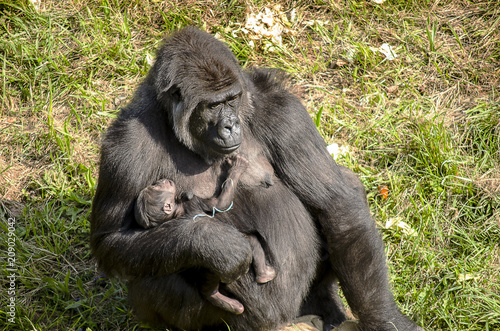 gorilla mother with her baby gorilla on her arm © fotisma