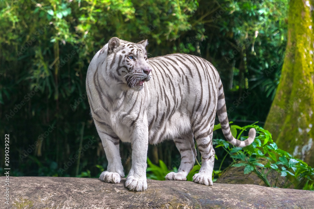 Naklejka premium Beautiful white tiger albino with blue eyes standing on a rock