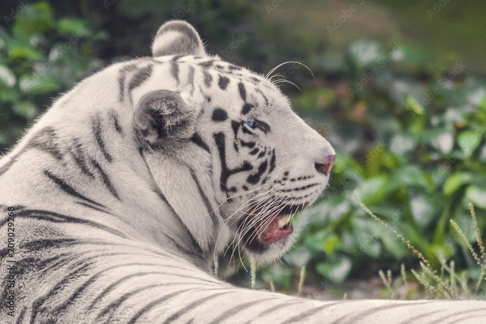 White Bengal Tiger with blue eyes close-up portrait White Bengal Tiger with blue eyes close-up portrait
