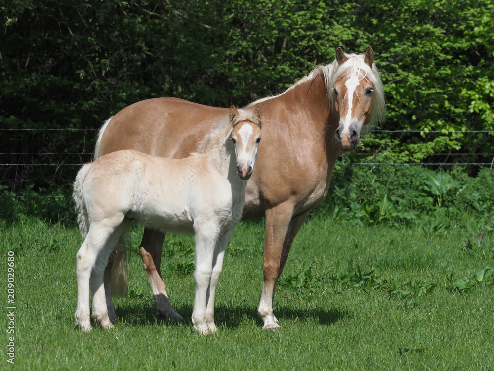 Pretty Mare and Foal Pretty Mare and Foal