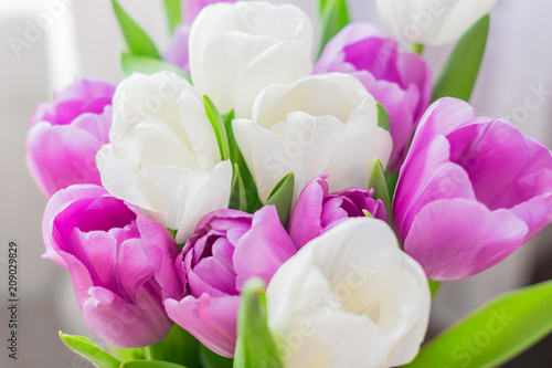 Fototapeta Naklejka Na Ścianę i Meble -  white and purple blooming tulips. floral background