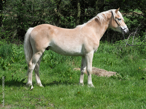 Young Horse in Paddock
