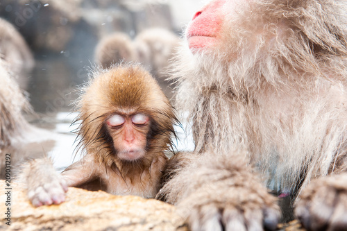 Macaque with infant in water, Jigokudani Monkey Park