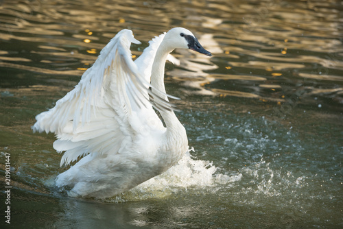 Trumpeter swan or Cygnus buccinator flying over the water.