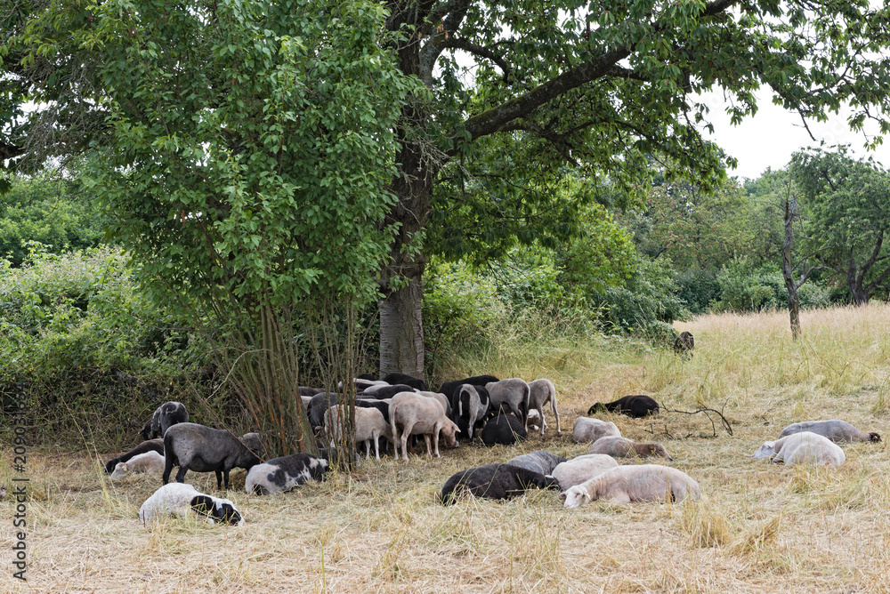 Fototapeta premium herd of sheep in the nature reserve Schwanheimer dune in Frankfurt am Main, Hesse, Germany