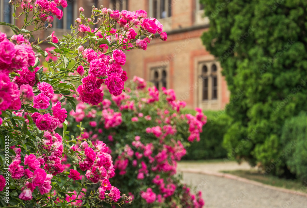 Blooming roses and alleys in an old English park