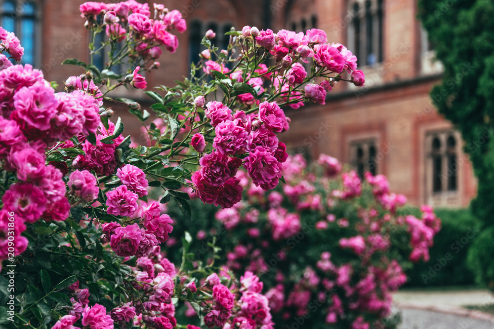 Obraz premium Blooming roses in an old English park