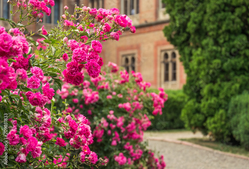 Blooming roses and alleys in an old English park © konoplizkaya