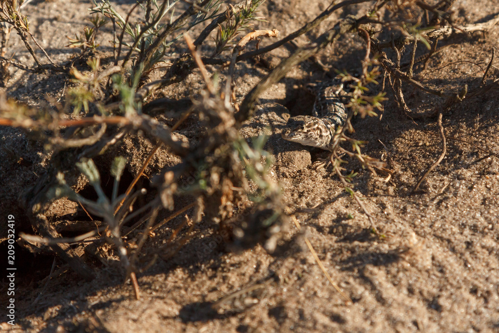 little gray lizard on the sand in the desert little gray lizard on the sand in the desert