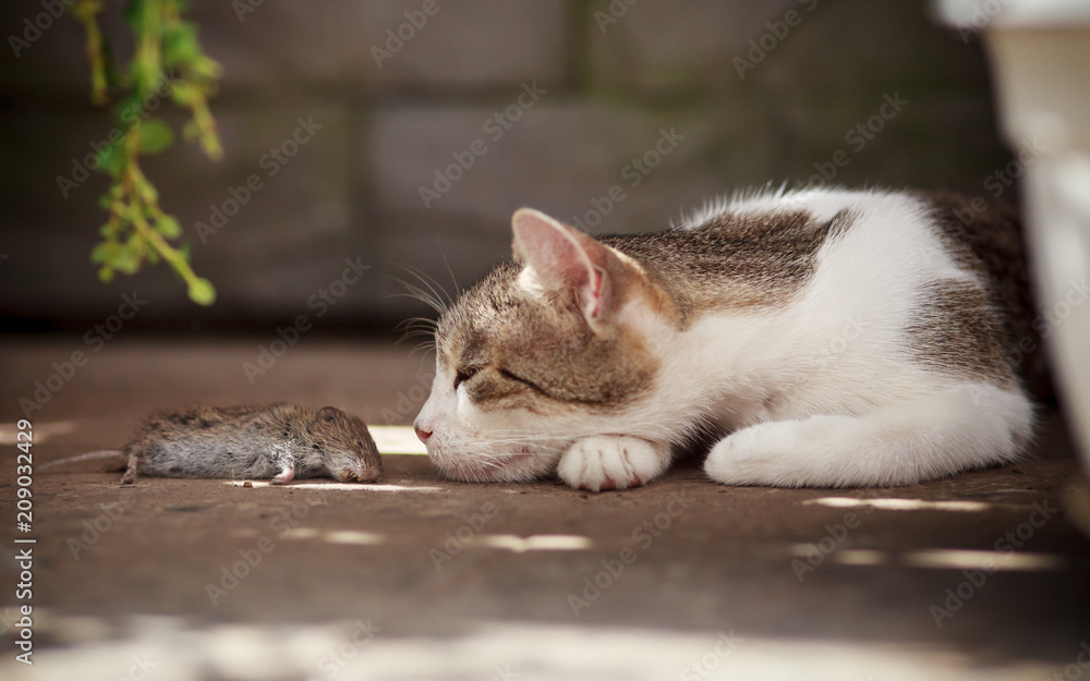 cat and mouse hunter and prey, after successful hunting cat and mouse hunter and prey, after successful hunting