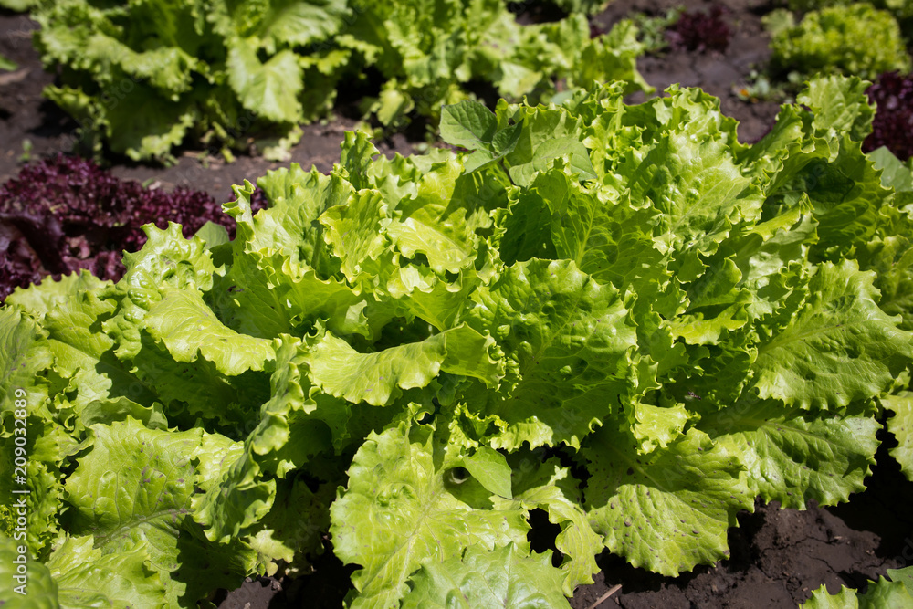 Salad leaves of lettuce in the garden close-up Salad leaves of lettuce in the garden close-up