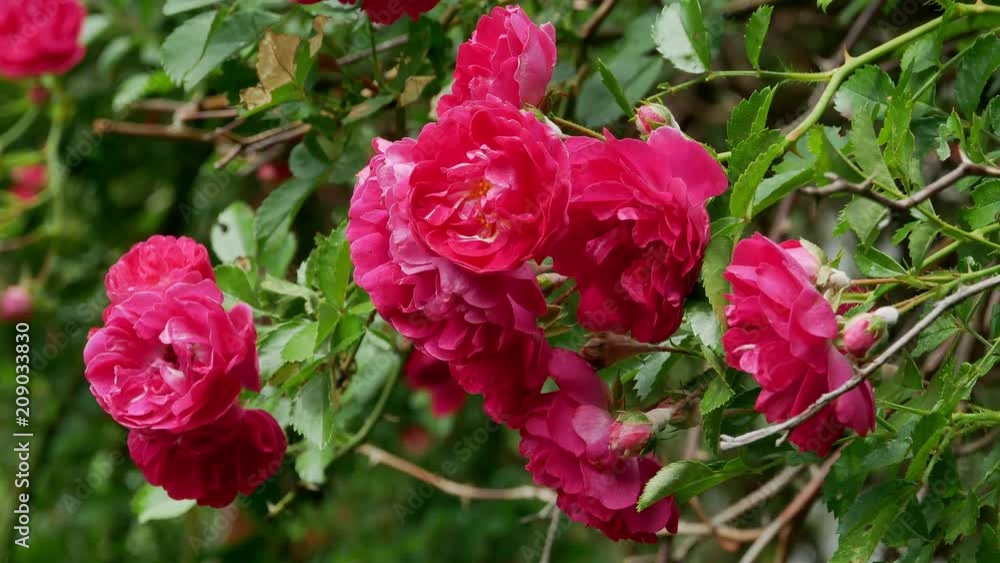 Red polyantha rose bush 4k Red polyantha rose bush 4k