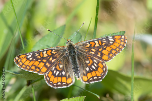 Endangered and protected Scarce Fritillary (Euphydryas maturna) resting on grass with wings spread