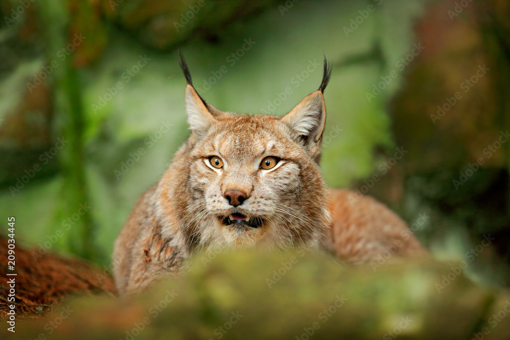 Fototapeta premium Lynx in green forest. Wildlife scene from nature. Walking Eurasian lynx, animal behaviour in habitat. Wild cat from Germany. Wild Bobcat between the trees. Hunting carnivore in autumn grass.