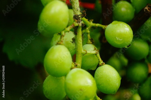 Fresh grape fruit in the vineyard