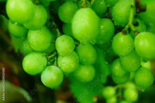 Fresh grape fruit in the vineyard © feng67