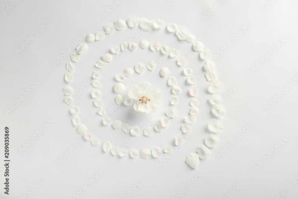 Beautiful composition with blooming flower and petals on white background Beautiful composition with blooming flower and petals on white background