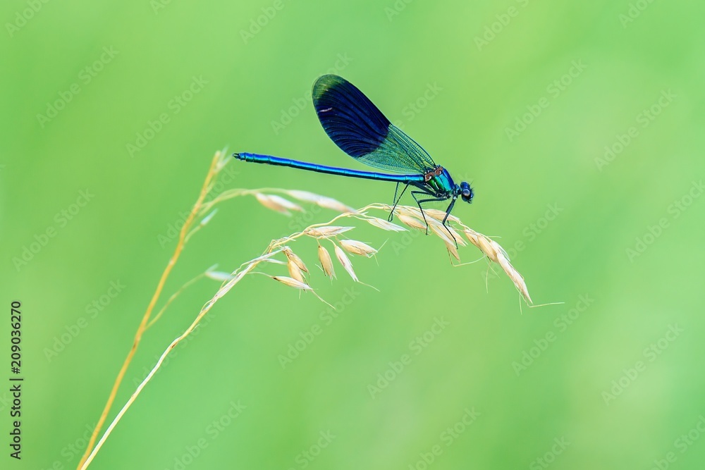 Turquoise damselfly , banded demoiselle sitting on a dry grass. Blurred natural green background. Copy space. Genus species Calopteryx splendens. Turquoise damselfly , banded demoiselle sitting on a dry grass. Blurred natural green background. Copy space. Genus species Calopteryx splendens.