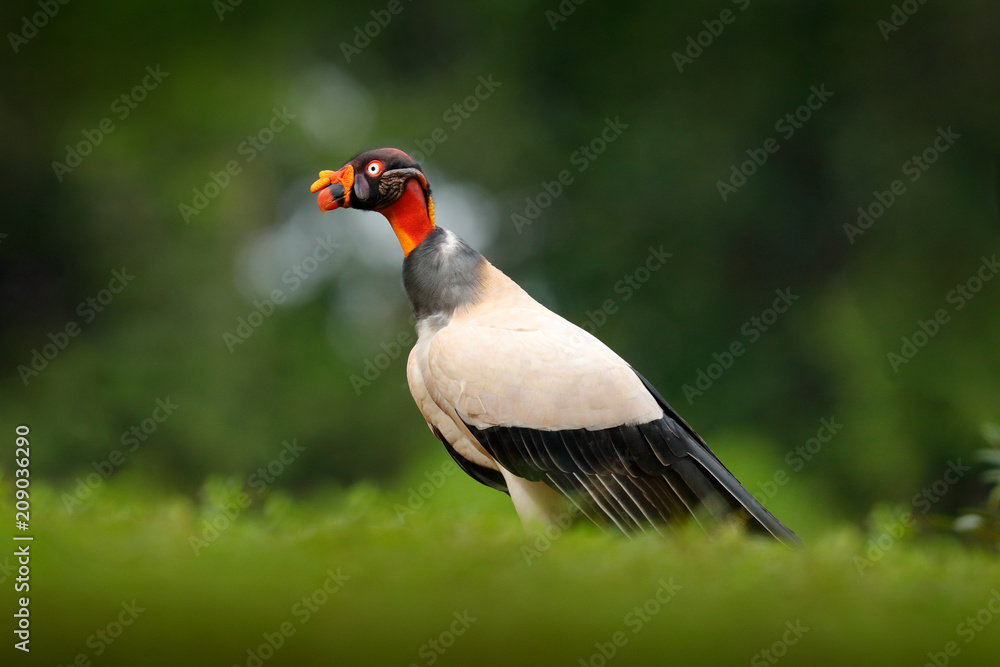King vulture, Sarcoramphus papa, large bird found in Central and South America. Flying bird, forest in the background. Wildlife scene from tropic nature. Red head bird. Condor with open wing, Panama. King vulture, Sarcoramphus papa, large bird found in Central and South America. Flying bird, forest in the background. Wildlife scene from tropic nature. Red head bird. Condor with open wing, Panama.