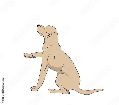 dog asking for food  vector