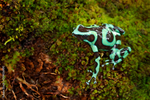 Poison frog from Amazon tropic forest, Costa Rica . Green Black Poison Dart Frog, Dendrobates auratus, in nature habitat. Beautiful motley frog from tropic forest in South America. Animal Amazon.