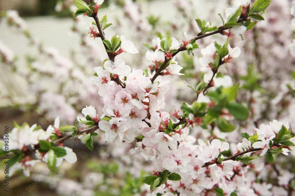 Branches with blooming flowers on blurred background Branches with blooming flowers on blurred background