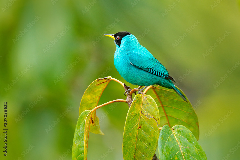 Green Honeycreeper, Chlorophanes spiza, exotic tropical malachite green and blue bird from Costa Rica. Tanager from tropical forest.