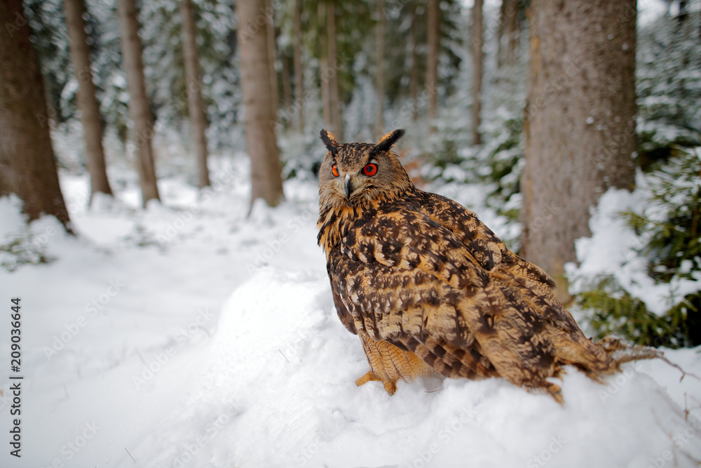 Fototapeta premium Big owl in the winter forest with snow. Eurasian Eagle Owl with snowy stump, Czech republic. Wildlife scene from nature.