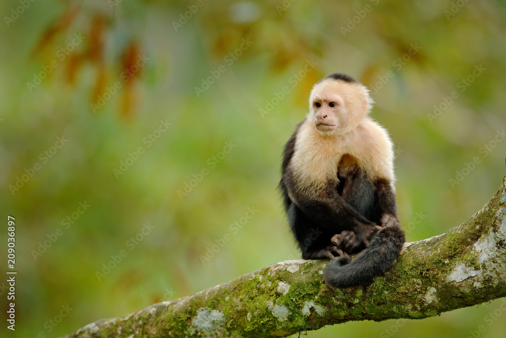 Fototapeta premium Wildlife of Costa Rica. Travel holiday in Central America. White-headed Capuchin, black monkey sitting on tree branch in the dark tropical forest.
