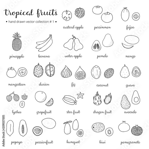 Hand drawn outline tropical fruits set 1.