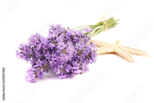 Lavender flowers isolated on white background.