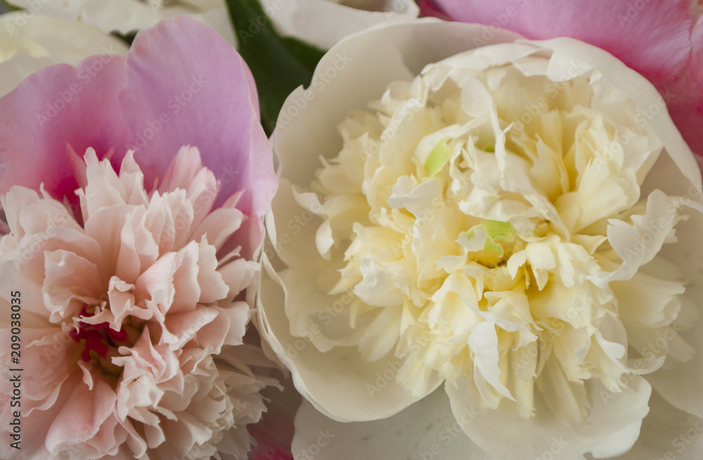 Bunch of peonies on pink background. Bunch of peonies on pink background.