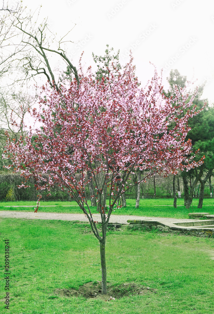 Blossoming tree in spring park Blossoming tree in spring park