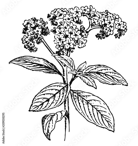 heliotrope - Heliotropium #vector #isolated - Sonnenwende