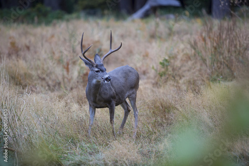 Deer in freedom in yosemite national park