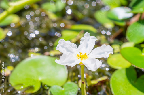 Flower of Water snowflake, banana plant lily and big floatingheart (Nymphoides aquatica) photo