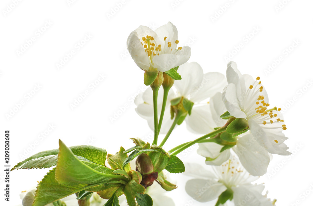 Obraz premium Piękna kwitnąca gałąź na białym tle