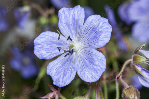 Fototapeta Naklejka Na Ścianę i Meble -  Geranium cinereum a popular hardy perennial garden plant