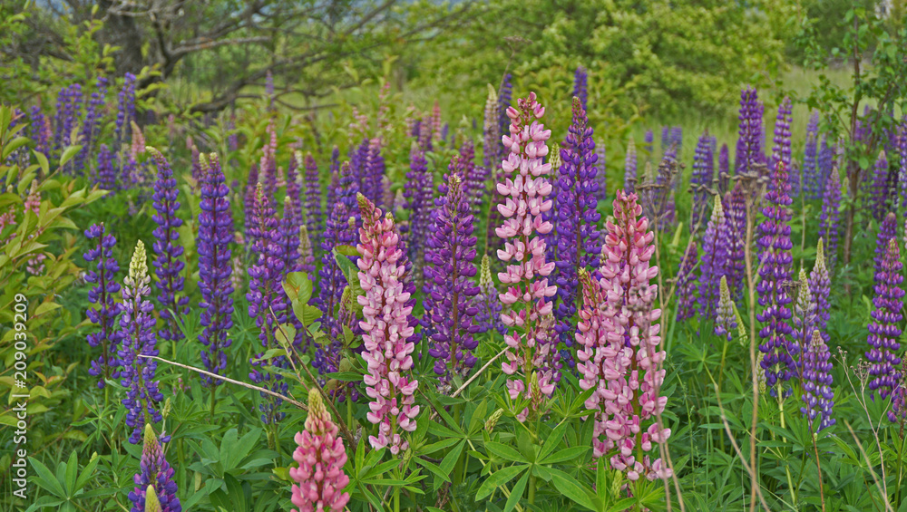 Obraz premium Many bright multi-colored lupines in the meadow