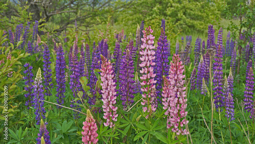 Many bright multi-colored lupines in the meadow