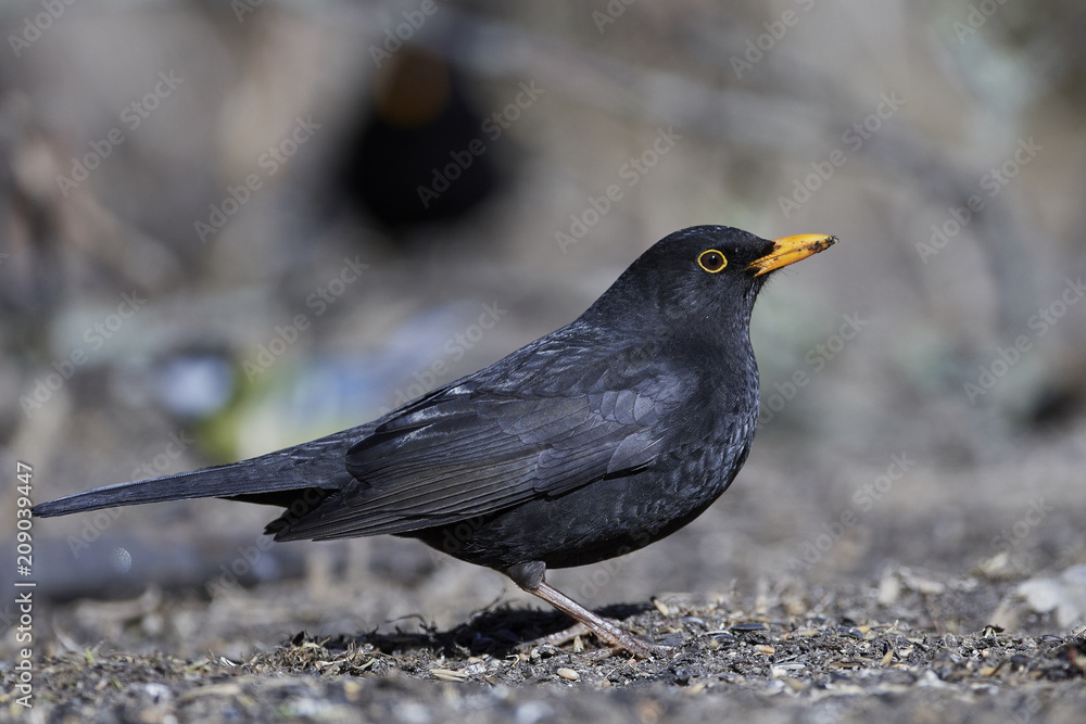 Common blackbird (Turdus merula) Common blackbird (Turdus merula)