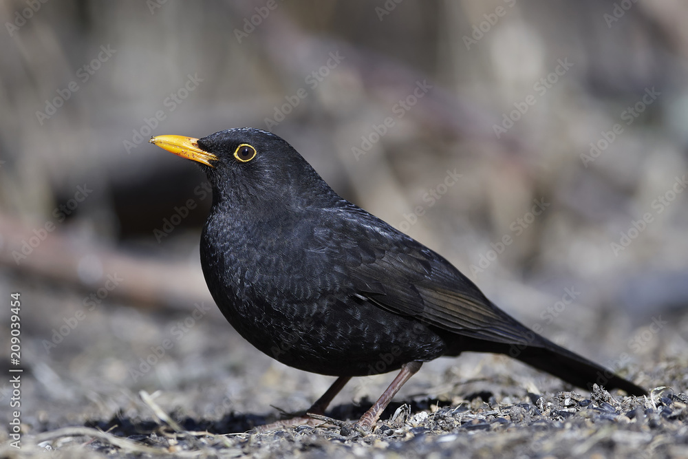 Common blackbird (Turdus merula) Common blackbird (Turdus merula)
