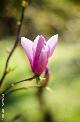 pink garden flower © Anna