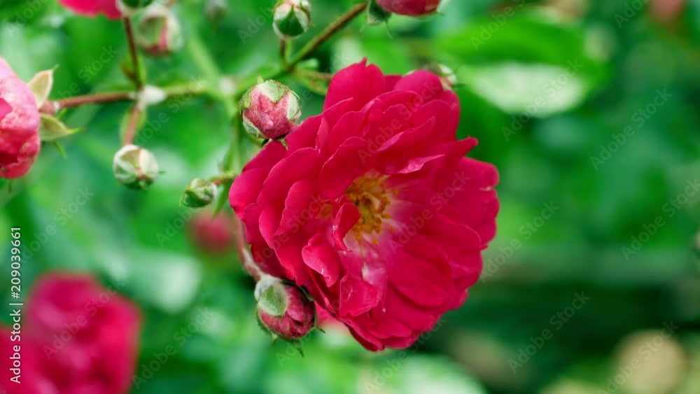 Red polyantha rose bush 4k Red polyantha rose bush 4k