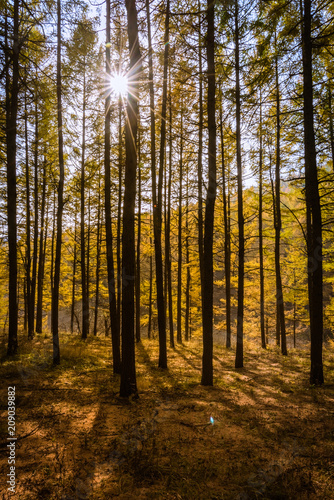 Landscape view of woods during sunshine