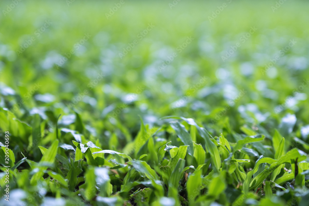 Closeup image of green grass in a yard Closeup image of green grass in a yard